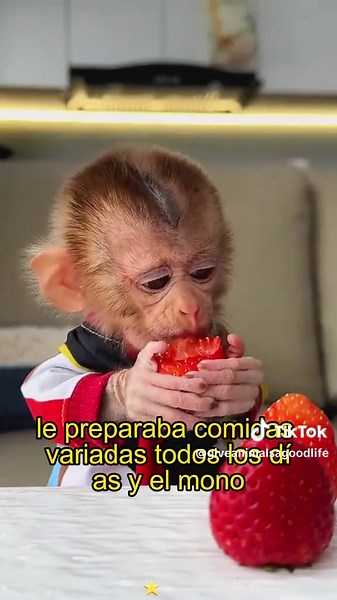 Rescue of Abandoned Baby Monkey: A Heartwarming Story