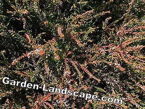 Garden Practice: Cultivating conifers - 5 tips | 2025