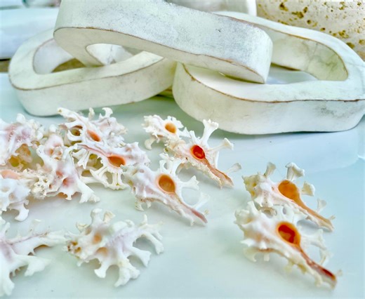 HOMALOCANTHA ANATOMICA ZAMBOI Murex Shell 1.5-2" Knobby White Pink Rare Display Seashell - Etsy