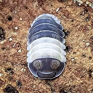 Creation Cultivated 12+ Cubaris Panda Isopods Live - Live Bugs for Bioactive Terrarium, Vivarium Clean-up Crews, and Reptile Food - Easy-Care Isopods for Terrarium
