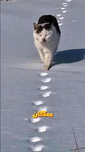 هل جنت تعرفون سبب هاي الليشات ؟🤔#ريلز #صناع_المحتوى #محتوى_رائج #محمد_امير