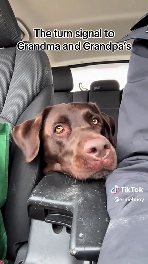 Heartwarming Labrador Moments with Grandma and Grandpa