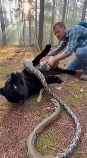 Black Panther Trapped by Python—Safari Guide Saves It 🐆🐍 | Caught on Camera