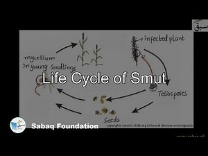 Life Cycle of Smut, Biology Lecture | Sabaq.pk