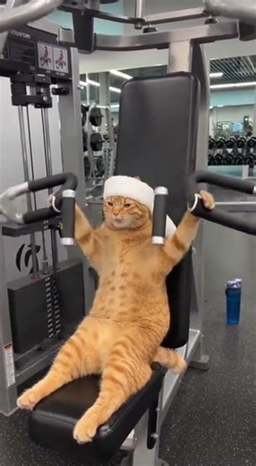 올해는 다이어트 성공하자. Work out to stay healthy. #sora2 #cat #ai실사화 #ai영상 #고양이 #animals #animalshorts