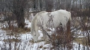 50K views · 2.4K reactions | You will need a tall glass of wine for this video. It highlights White Spirit, and baby Steele. Heading in on Trail Cam patrol today, the first band we came across was White Spirit's. We were not able to proceed any further due to a broken drive belt on our Ranger. So sit back and enjoy this wonderful visit with his band. | Help Alberta Wildies Society | Facebook