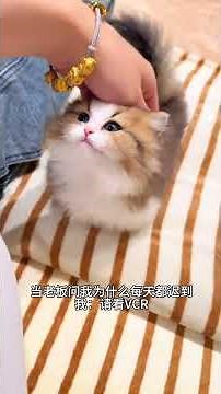 Once a person gets addicted to a kitten, it's all over!