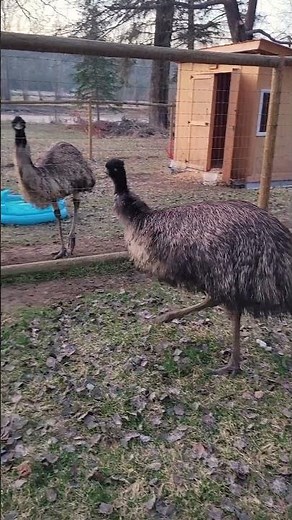 What It's Like Having Pet Emus! #emus #ostrich #birds