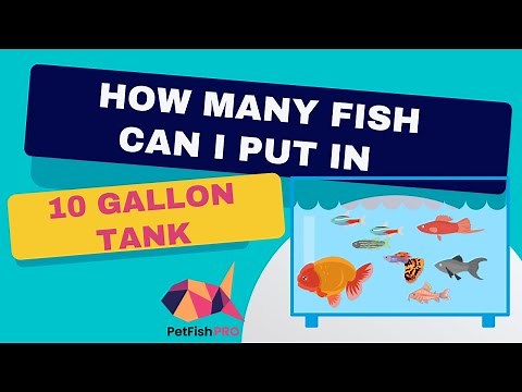 How Many Fish Can You Put in a 10 Gallon Tank?