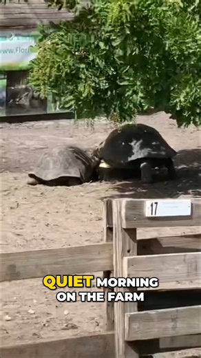 It never gets old going out to the yard and watching our giant tortoises. #tortoiseadventures #reptilebreeders #tortoise #reptilelover | Florida Iguana and Tortoise Breeders