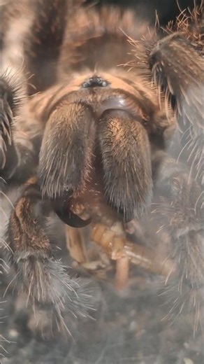 Bitten by a Turanula ! would it hurt ?