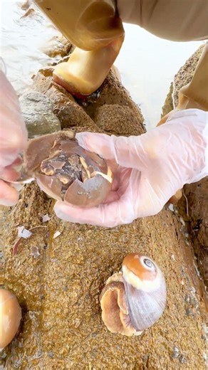 Sea Agate and Sea Crystal: Finding Hidden Treasures on the Shore and rare pearl