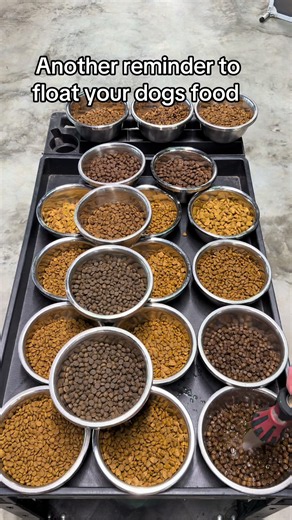Float Your Dog's Food This Summer