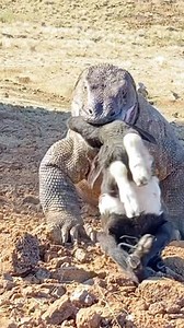 Discover from far a way #komodoisland #lizards #monitor #discover #dinosaurs #feedme | Komodo Discovery