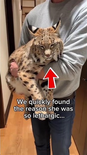 I found a BOBCAT hiding in my roof (She needed help)