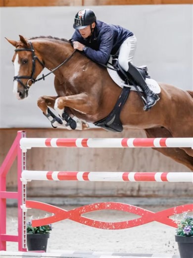 Horse Auctions Europe on Instagram: "The 4th @equest.auction in the Czech Republic is one you don’t want to miss 🌟 Discover a standout collection ranging from young talents to Grand Prix prospects, plus very interestingly bred implanted embryos. 📅 Online Bidding: November 22–25 These horses come directly from top breeders, sport stable and young horse producers. Though still a young auction, Equest.Auction already boasts impressive references: 🏅 Horses shining at Grand Prix level 🧡 Successfu