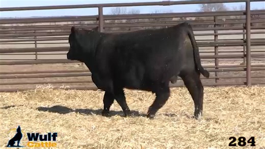 Lot 284: Wulf Cattle - 38th Annual Limousin Bull & Female Sale