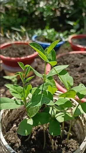 🌿How to Plant Long Beans | Fast Germination + Organic Growing Tips