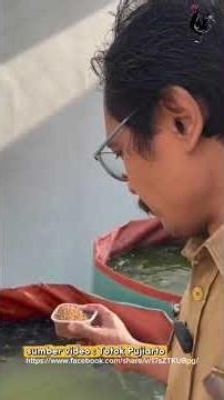 Cara Mengetahui Air Kolam Harus Diganti #lele #ternak #kolamterpal #fyp #fypシ #fypシ゚viral #fypage