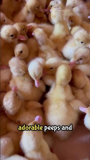 The CUTEST Duckling Facts That Will Make Your Day!