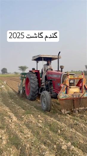 Wheat farming #agriculture #farming