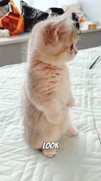 Things you probably know about munchkin cats 🐱