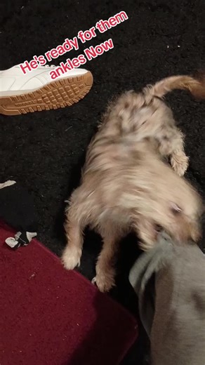 Randy McMillan (@randy.mcmillan3)’s videos with original sound - Randy McMillan