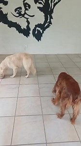 1.7K views · 17 reactions | December is here! and we already have alot of friends having their slumber party 拾 Happy December 﫶﫶 | ExecuPaws Dog Daycare Center | Facebook