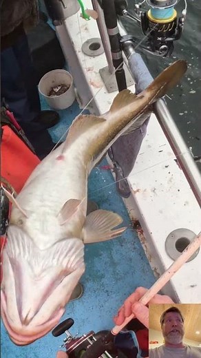 How to bleed a cod #cod #codfish #codfishing #fish #fishcatching #fishing #ocean #deepseafishing