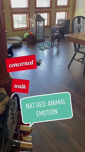 National Geographic Featured Article on Animal Emotions and Empathy