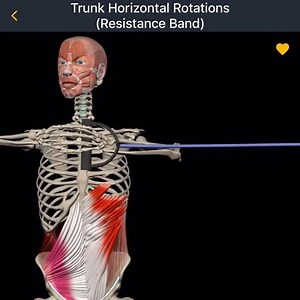 62K views · 212 reactions | Target muscle: External & Internal obliques. #resistancebands #resistancetraining #externalobliques | Muscle and Motion | Facebook