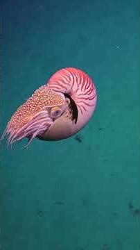 We brake for nautilus! #deepsea #marinelife #science