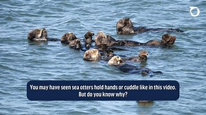 7.6K views · 107 reactions | Ever wonder why sea otters hold hands while they sleep? 簾 It’s their way of staying close and safe in the ocean. By forming “rafts” and holding paws, they protect each other from drifting apart.  #SeaOtterAwarenessWeek learn more: https://oceana.ca/en/marine-life/sea-otter/ | Oceana Canada | Facebook