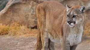 Trail Runner Tells How He Wrestled Mountain Lion to the Death With Bare Hands