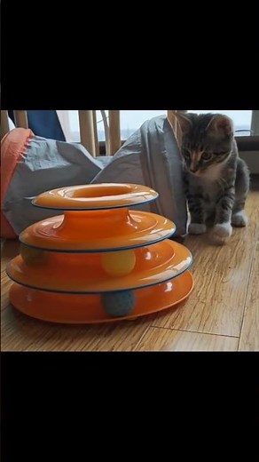 Adorable Tabby Cat Playing 😻 Stripes, Sass & Fun!