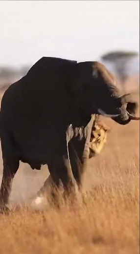 Epic Battle: Elephant vs. Lion on the African Plains #Elephant #shorts