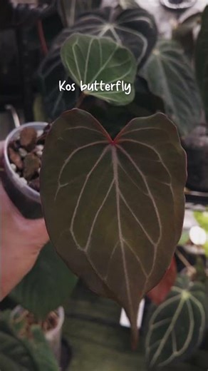 Grow tent setup (4x4) AC Infinity — code jcferrer 🌿