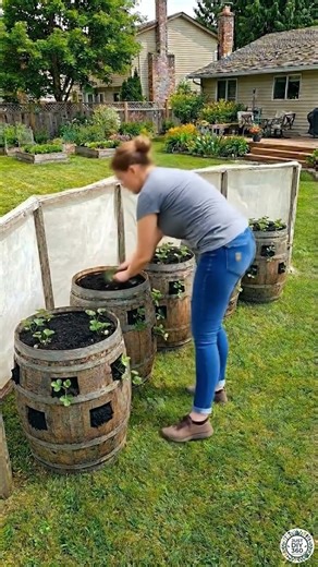 DIY Organic Strawberry Planting in Wooden Casks at Backyard Garden #strawberry #organic #fruitlover