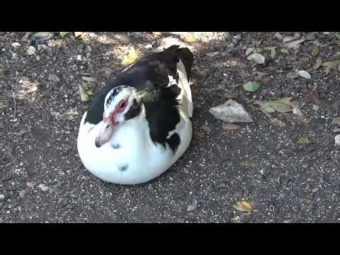 Texas Duck Pond - Muscovy Duck_26 🦆🎼 Feisty Duck_6