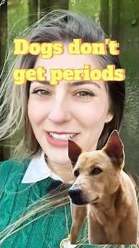 Do dogs get periods?!