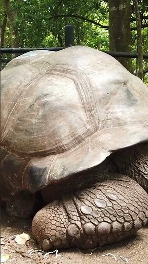 🐢Le tartarughe giganti di "Prison Island", Zanzibar 2019🐢