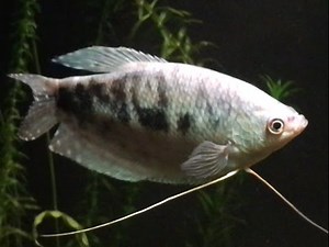 OPALINE GOURAMI | FISH BEHAVIOR
