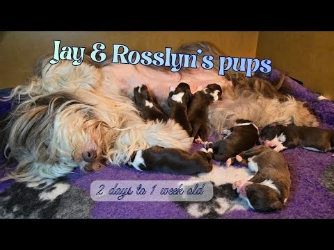 Bearded Collie puppies - 2 days to 1 week old