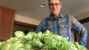 Idaho becomes second largest hops producer in U.S.