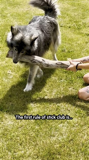 Gotta stick up for yourself 🐶🪵😤 #Stick #Dog #FunnyDog #Fail | The Pet Collective
