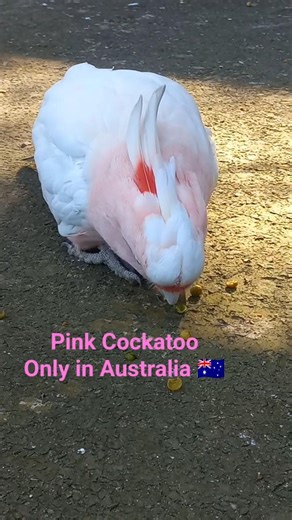 Pink Cockatoo #cockatoo #parrot #birds