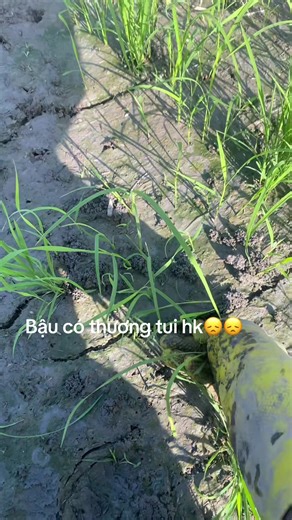 Thôi baậu đừng tìm đến tui😂#xhtiktok 🌾🌾🌾
