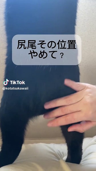尻尾の位置やめて？可愛い猫たちの生活