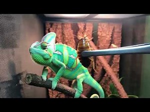 Predators at Work: How Different Animals Hunt and Eat Cockroaches