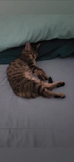 Bengal Cat + Orange Tabby + New Kitten 🐈😺 🐈‍⬛